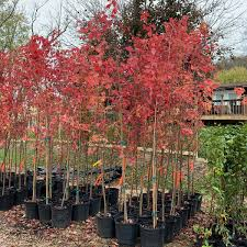 Where to Buy Autumn Blaze Maple Trees Online in the US: What Experts Recommend in 2025