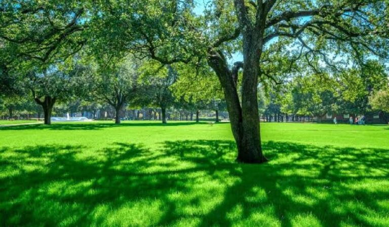 Keeping Mature Trees Part of the Plan: Options to Explore Before Making Changes