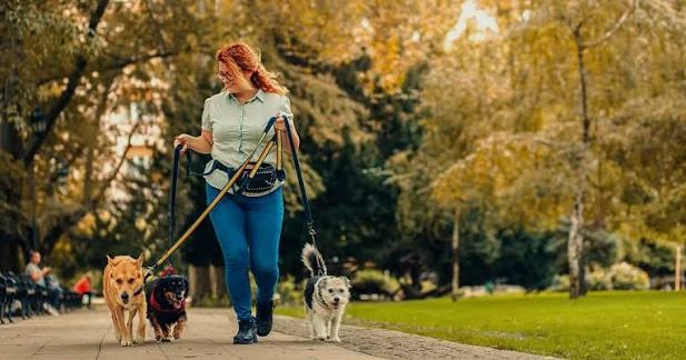 Why Standard Liability Insurance Isn’t Enough for Professional Dog Walkers
