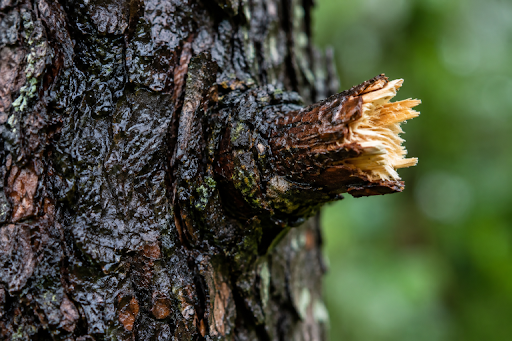 Burlington Storm-Readiness Guide: Tree Risk, Utility Safety, and Restoration in Southeast Wisconsin